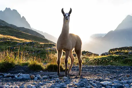 begegnung — a llama on a ridge at first light