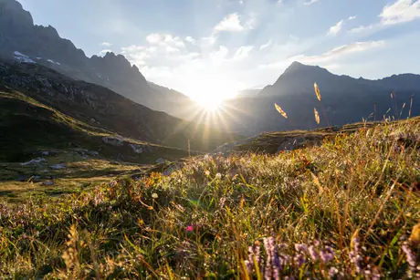 sonnenhang — the sun breaking over a flowering alpine slope